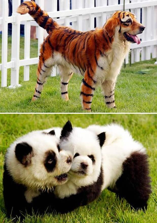 Gooming Dogs