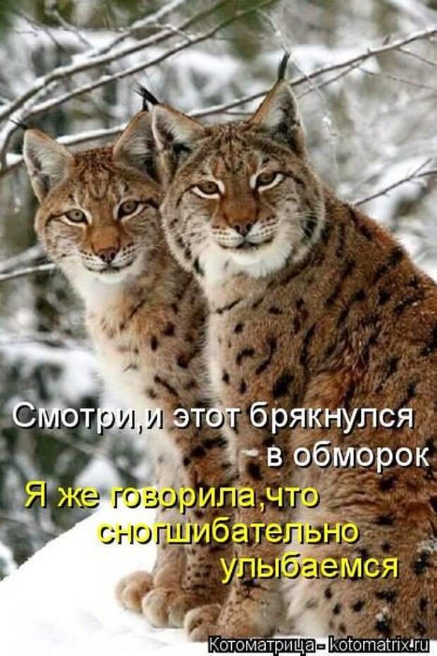 Лучшие котоматрицы недели