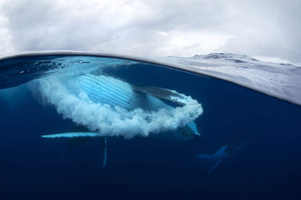 Размах плавника  кит, океан, фотография