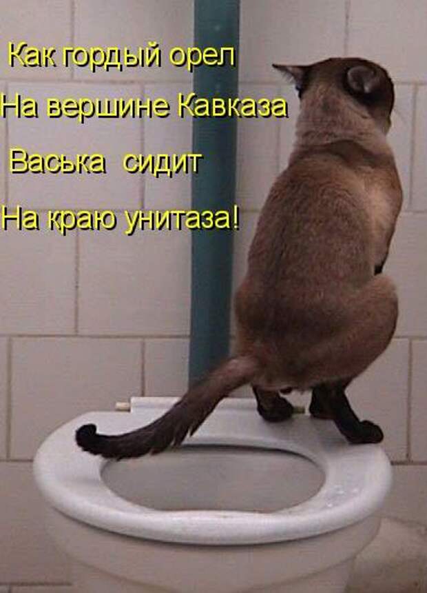 Кото матрица 7
