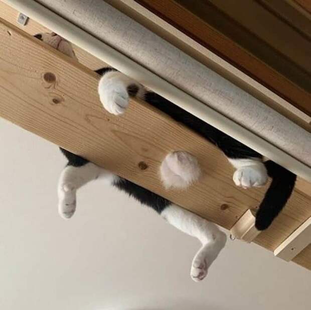 Домашние животные, которые выбрали необычные места для отдыха