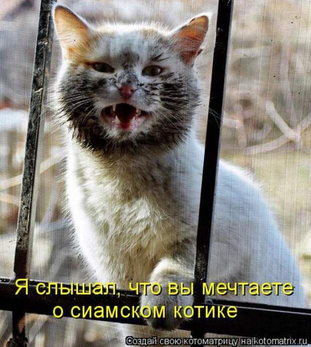 Котоматрицы(картинки с надписями)