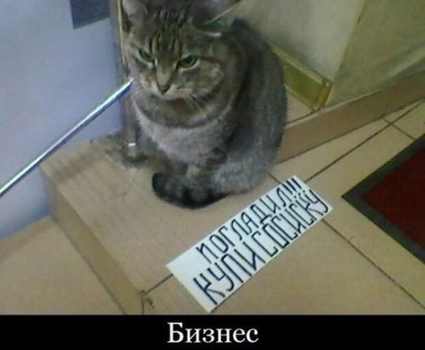 Прикольные фотомемы для хорошего настроения (35 шт)
