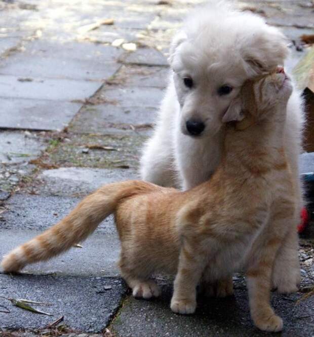 Коты влюбленные в собак животные, коты, собаки