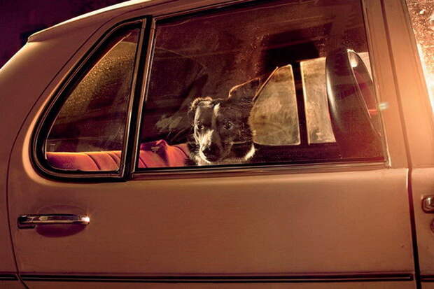 40 собак, ждущих хозяев в машине  машина, ожидание, собака