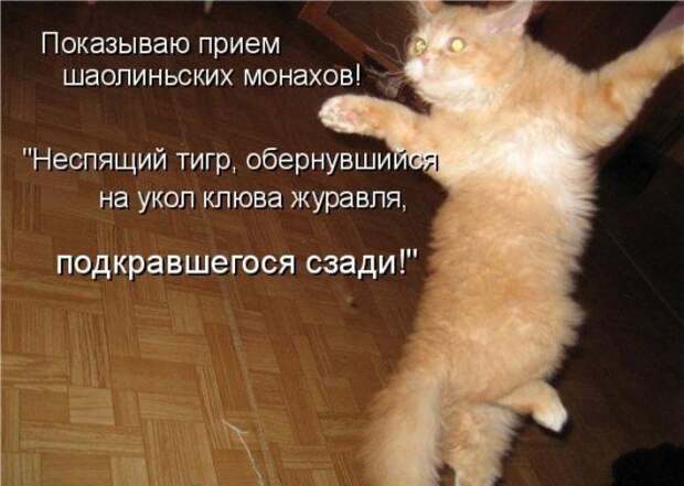 Котоматрица 14