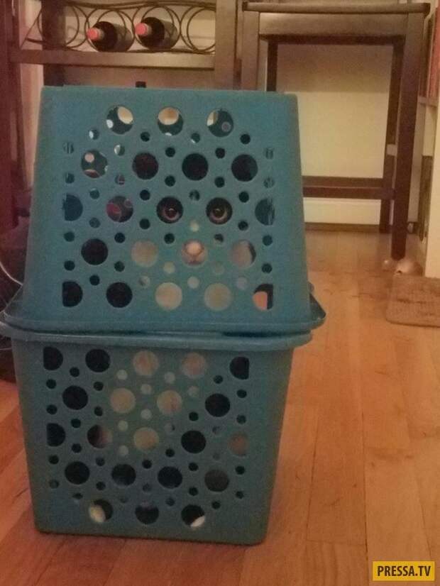 Прикольные фотографии - Субботний выпуск (53 фото)