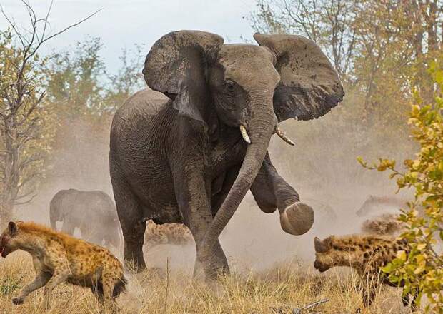 national-geographic-traveler-photo-contest-слоны