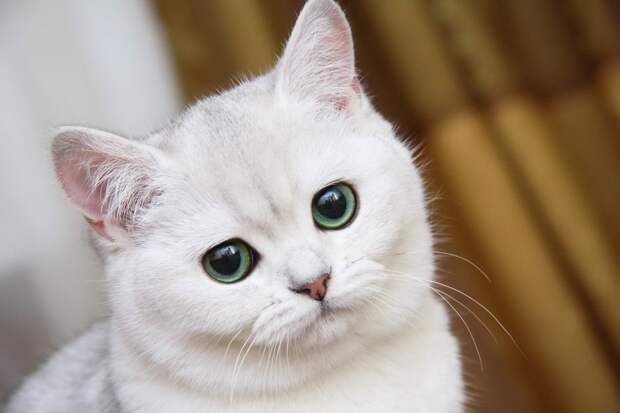 13 убедительных причин завести кошку домашние животные, коты, милота