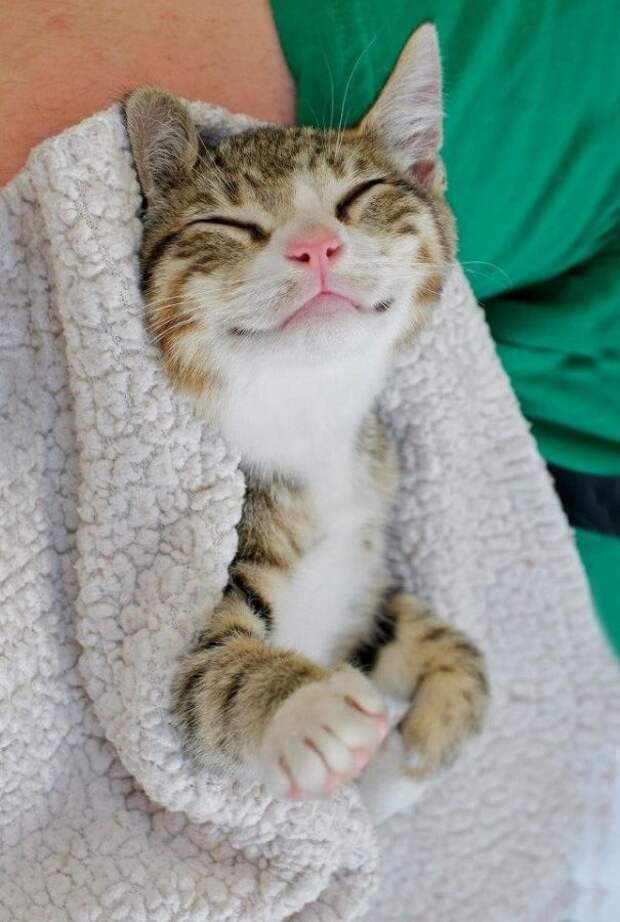 кошка улыбается, улыбающиеся коты, коты улыбаки