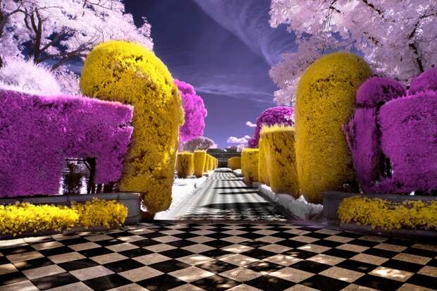 Infrared photo of a garden