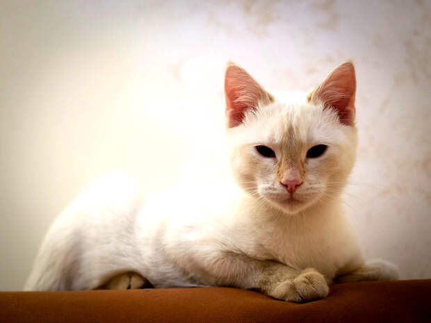kota