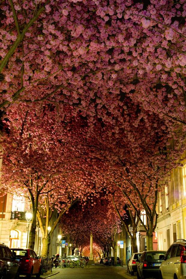 amazing-trees-2