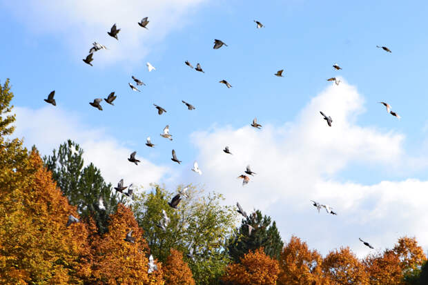 Осенний танец голубей
