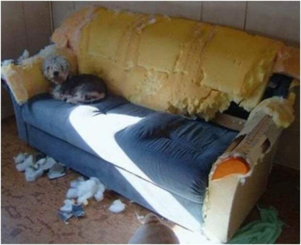 20 наших домашних любимцев, которые понятия не имеют, откуда взялся этот беспорядок
