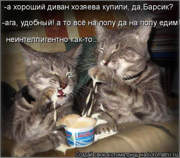 Котоматрицы (картинки с надписями)