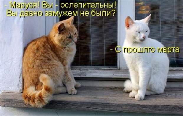 Прикольные коты  (65 фото)