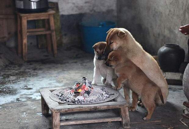 щенки греющиеся у костра