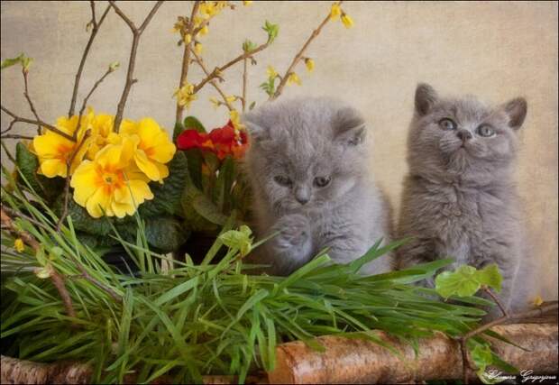 Весенние натюрКотики!