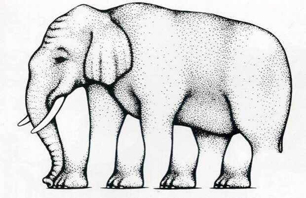 1. Сколько ног у слоника? гифки, прикол