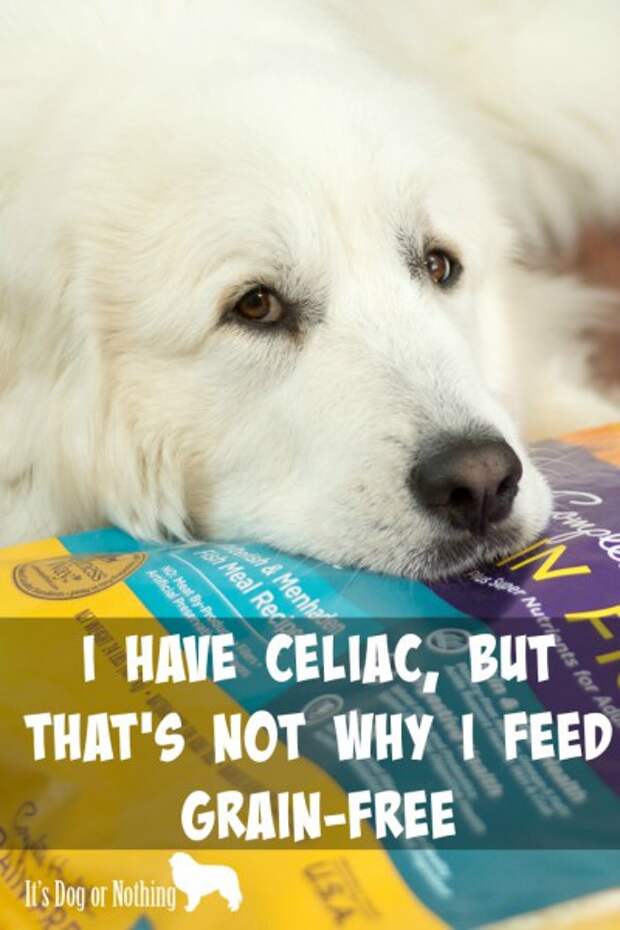 An interesting encounter really made me think about how I feed my dogs. Here's why I feed my Great Pyrenees grain-free dog food #GrainFreeForMe