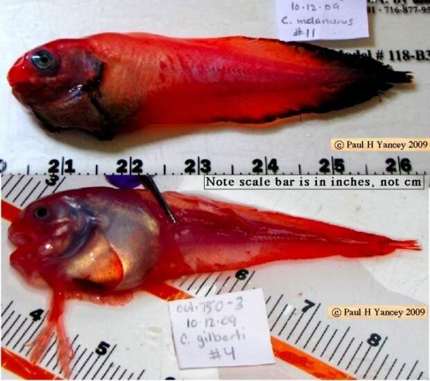 Морской слизень или псевдолипарис (лат. Pseudoliparis amblystomopsis) (англ. Snailfish)