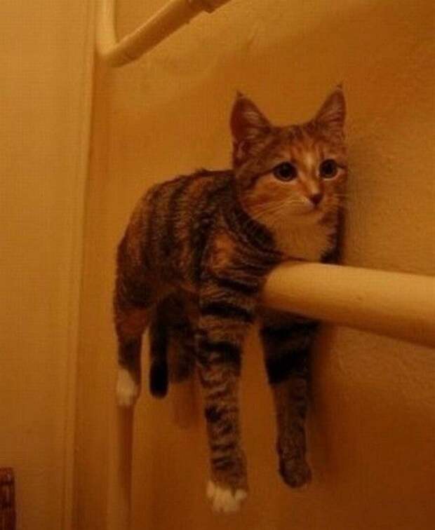 58. Монорельс. 58. Монорельс. животные, коты, позитив, фото