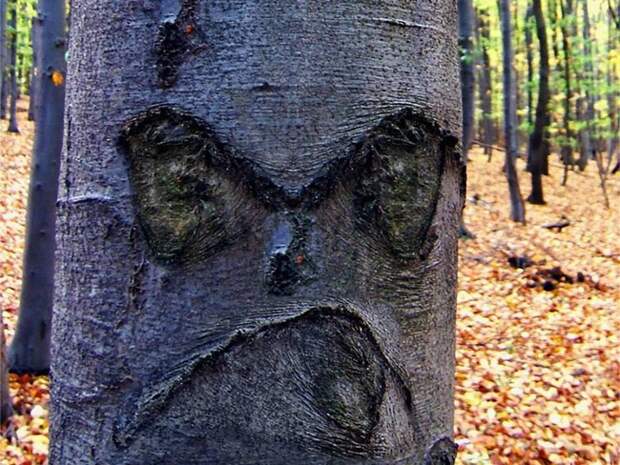 Деревья — как живые   дерево, лица, прикол