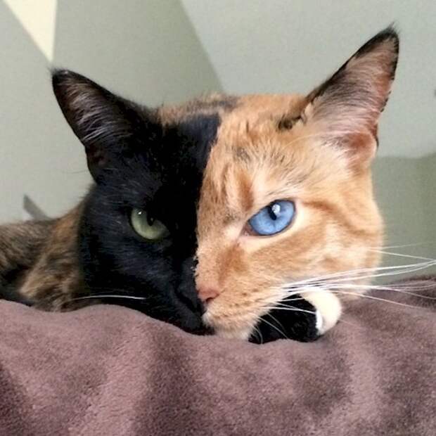 кошки с удивительным рисунком на шерсти 