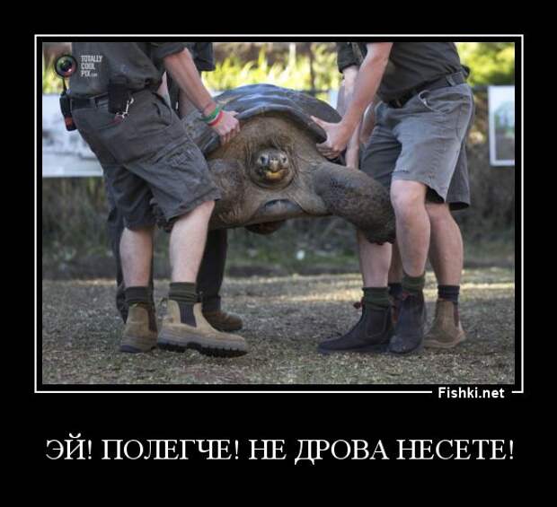 Демотиваторы демотиваторы, прикол, смех, юмор