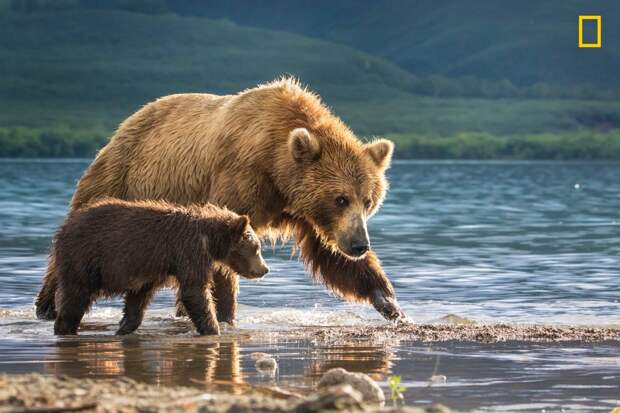 Медведица и медвежонок. По словам фотографа Анат Гутман, "трехмесячный медвежонок был таким милым, что хотелось подбежать к нему и обнять. Если бы не настороженный взгляд его матери" national geographic, дикая природа, лучшие фотографии, фотографии природы, фотоконкурс, фотоконкурсы. природа