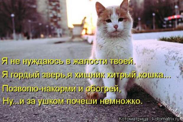 Котоматрицы (картинки с подписями)