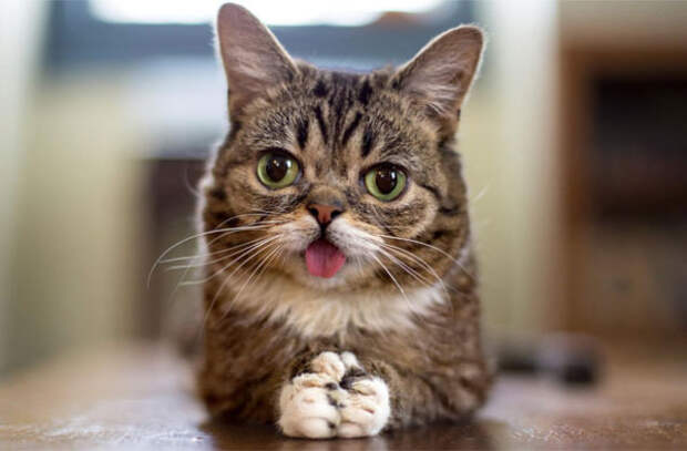 most-popular-cats-lil-bub-2-600x394.jpg