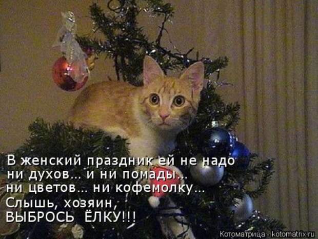 Новая котоматрица (30 фото)