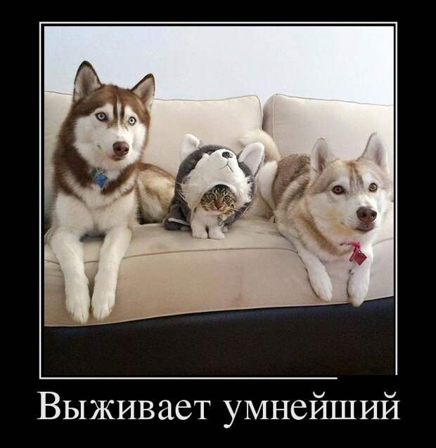 Демотиваторы (30 фото)