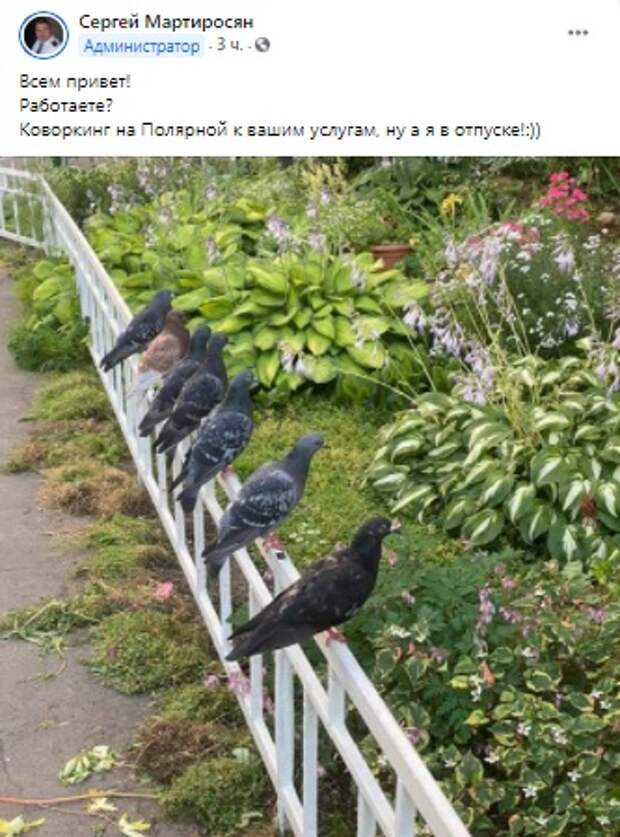 Фото дня: птичий совет на Полярной