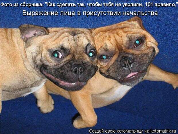 смешные фото животных - Страница 259 - Форум о собаках Doggi.ru