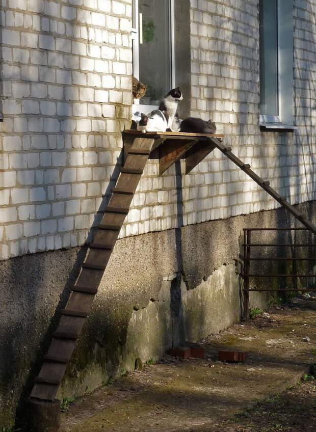Лестницы для кошек: изобретения любящих хозяев кошачьи лестницы, кошки, своими руками