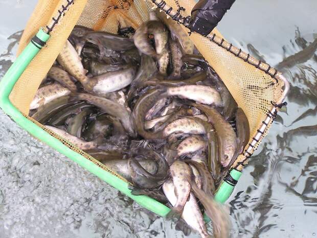 Как выращивают рыбу в Норвегии и в Чили выращивание рыбы, норвегия, чили