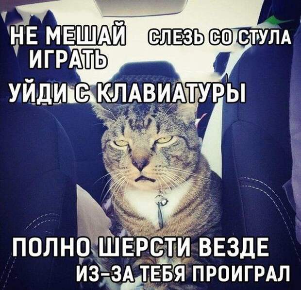 Смешные картинки с надписями прикол, юмор