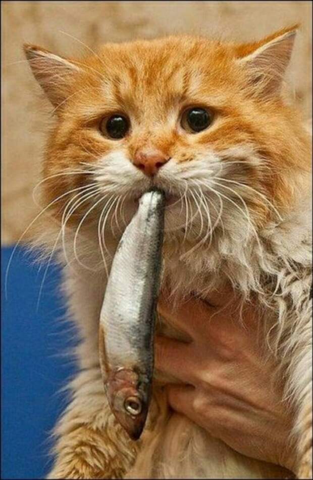 Субботний котопост коты, кошки, приколы с котами., смешные коты