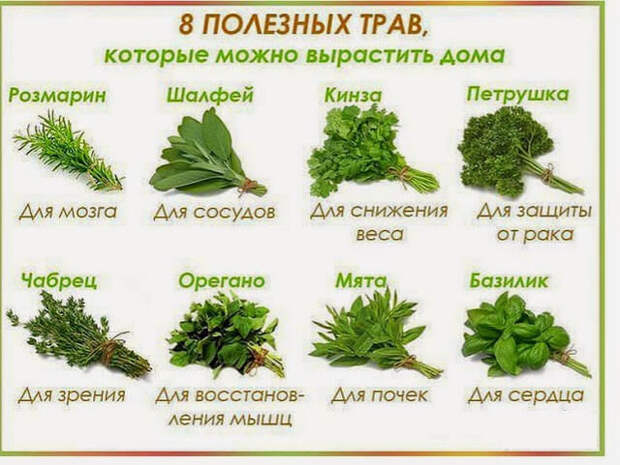 Правильное питание. Зеленая еда – в чем кроются в главные преимущества Правильное питание. Зеленая еда – в чем кроются в главные преимущества