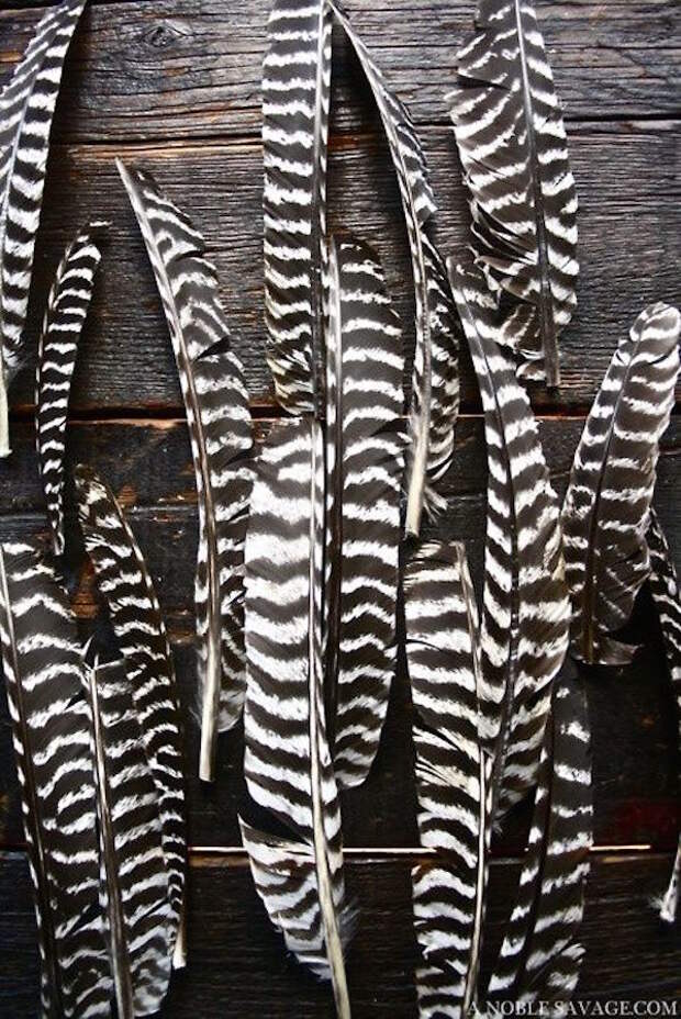 feather stripe