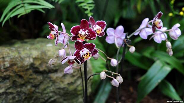 orchids02 Экзотические орхидеи