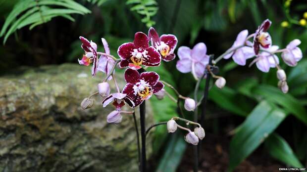 orchids02 orchids02 Экзотические орхидеи