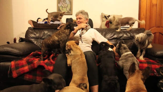 Четыре десятка собак в доме семейства Эверетт.