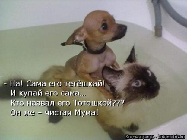 Прикольные котоматрицы. Весёлые коты