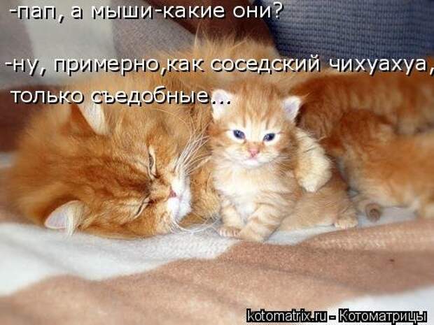Свежая котоматрица на Бугаге (34 фото)