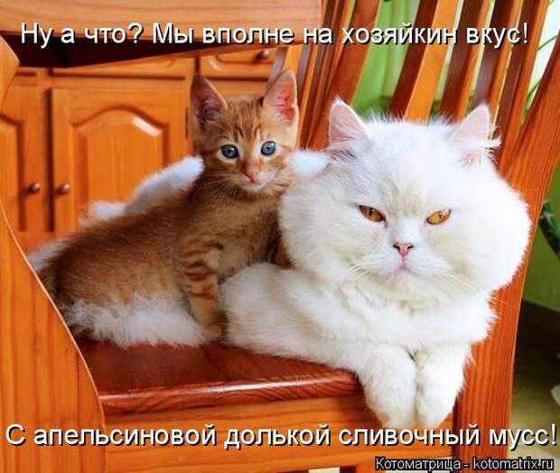 Лучшие котоматрицы недели