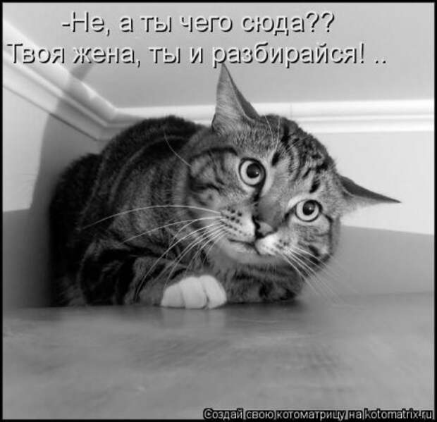 Котоматрицы